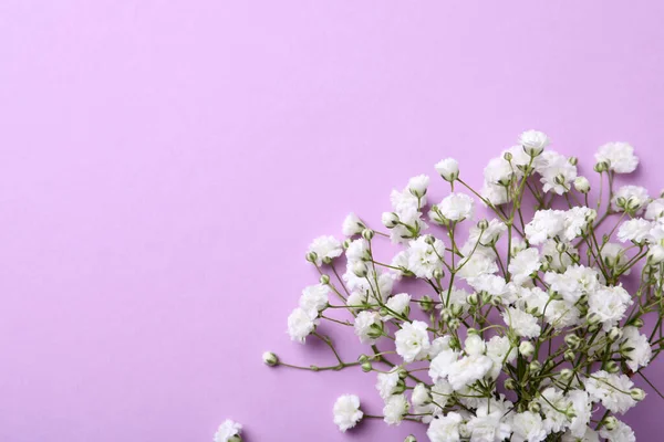 Piękne Cygańskie Kwiaty Fioletowym Tle Widok Góry Miejsce Tekst — Zdjęcie stockowe