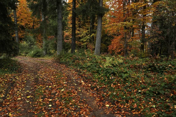 森の中に紅葉が広がる道の美しい景色 — ストック写真