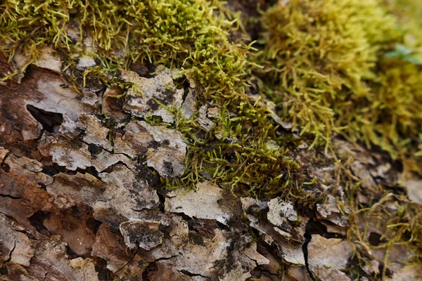 Arkaplan olarak yeşil yosun ile ağaç kabuğu, yakın plan