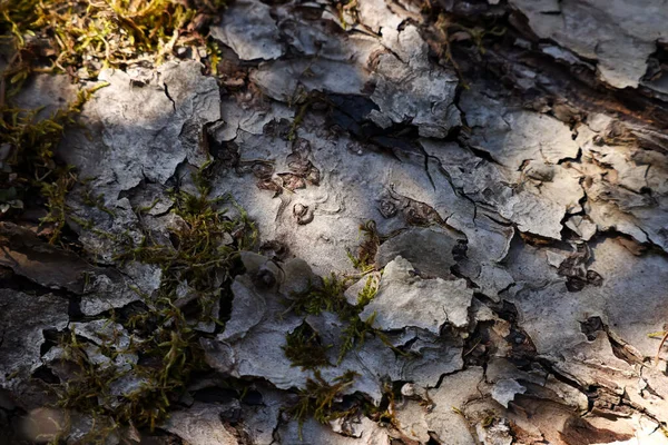 Träd Bark Med Grön Mossa Som Bakgrund Närbild — Stockfoto