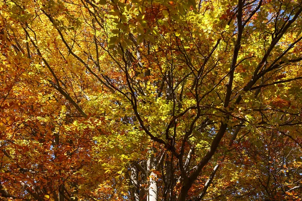 Güneşli Bir Günde Parlak Sonbahar Yapraklarıyla Güzel Bir Ağaç — Stok fotoğraf