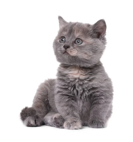 Beyaz Arka Planda Oturan Sevimli Gri Kedi Yavrusu — Stok fotoğraf