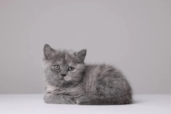 Beyaz Arka Planda Yatan Sevimli Küçük Gri Kedi Yavrusu — Stok fotoğraf