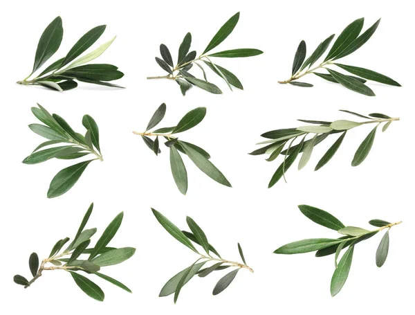 Set Čerstvými Zelenými Olivovými Listy Bílém Pozadí — Stock fotografie