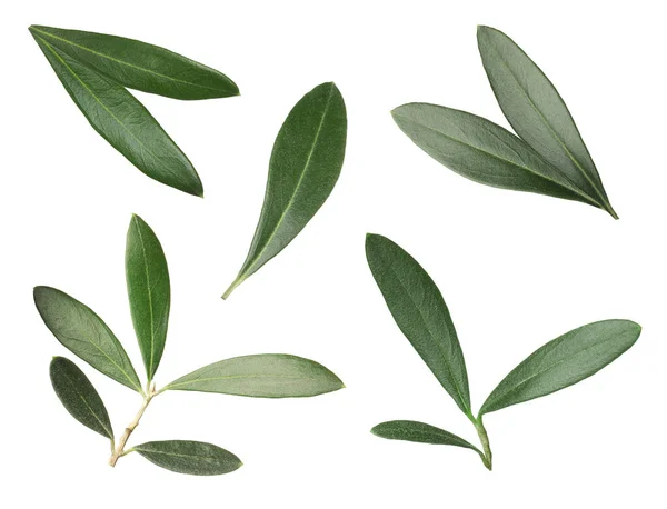 Set Mit Frischen Grünen Olivenblättern Auf Weißem Hintergrund — Stockfoto