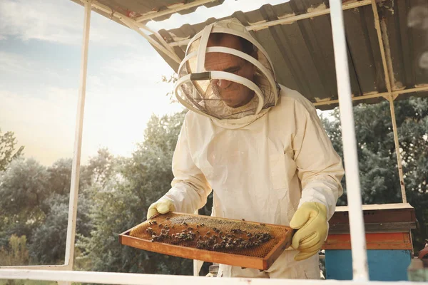 Пчеловод Форме Медовой Рамой Пасеке — стоковое фото