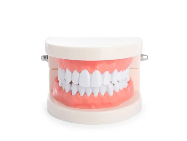 Educational Dental Typodont Model Isolated White — Stock Photo, Image