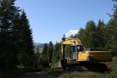 Sürüngen kazıcısı ormandaki toprak yolun yanında.