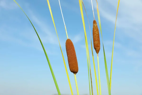 Belle Piante Canne Che Crescono All Aperto Nella Giornata Sole — Foto Stock