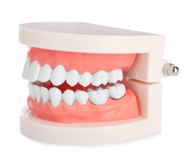 Beyazda izole edilmiş eğitici diş tipodu modeli