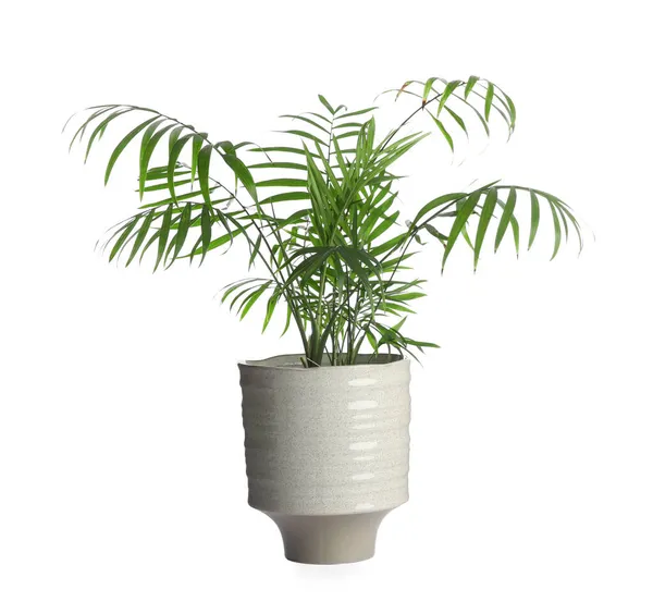 Prachtige Kleine Groene Palm Pot Geïsoleerd Wit Interieur Accessoire — Stockfoto