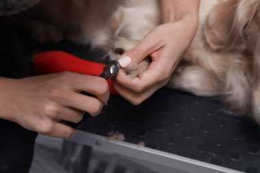 Profesyonel tımarcı, evcil hayvan güzellik salonunda makaslı sevimli köpeğin pençelerini kesiyor.