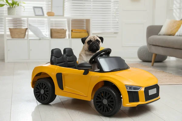 Cão Pug Adorável Carro Brinquedo Dentro Casa — Fotografia de Stock