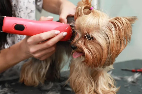 Profesjonalny Opiekun Daje Stylowe Fryzury Cute Psa Salonie Piękności Zwierząt — Zdjęcie stockowe