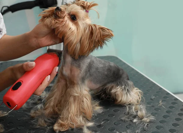 Profesjonalny Opiekun Daje Stylowe Fryzury Cute Psa Salonie Piękności Zwierząt — Zdjęcie stockowe