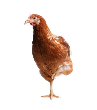 Beyaz arka planda güzel bir tavuk. Evcil hayvan.