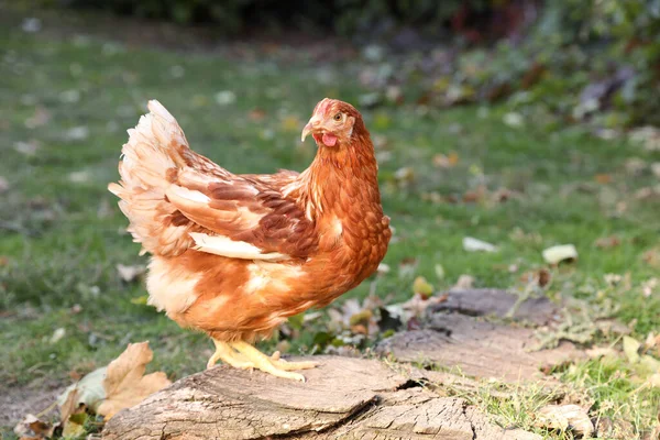 Gyönyörű Csirke Udvaron Farmon Háziállat — Stock Fotó