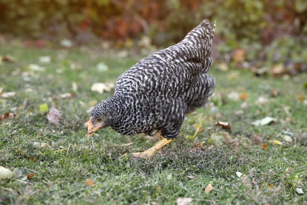 마당에 아름다운 닭이야 — 스톡 사진