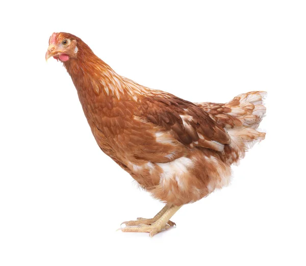 Beyaz Arka Planda Güzel Bir Tavuk Evcil Hayvan — Stok fotoğraf