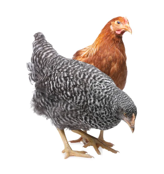 Două Găini Frumoase Diferite Fundal Alb Animale Domestice — Fotografie, imagine de stoc