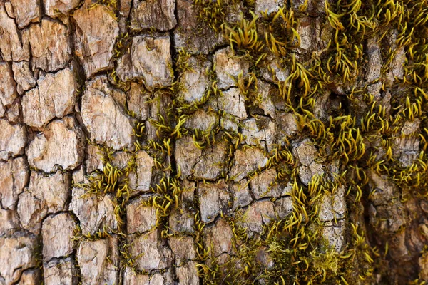 Arkaplan Olarak Yeşil Yosun Ile Ağaç Kabuğu Yakın Plan — Stok fotoğraf
