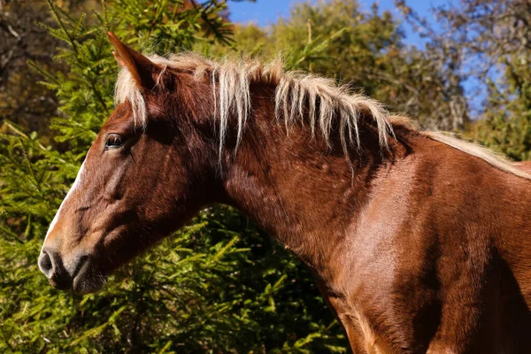 阳光明媚的日子里 一匹美丽的棕色马在户外 可爱的宠物 — 图库照片