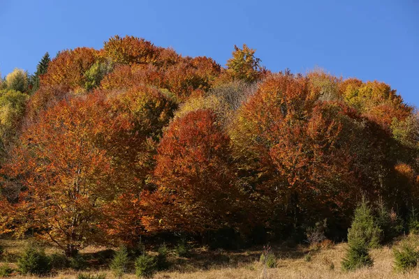 Krásné Stromy Jasnými Podzimními Listy Venku Slunečného Dne — Stock fotografie