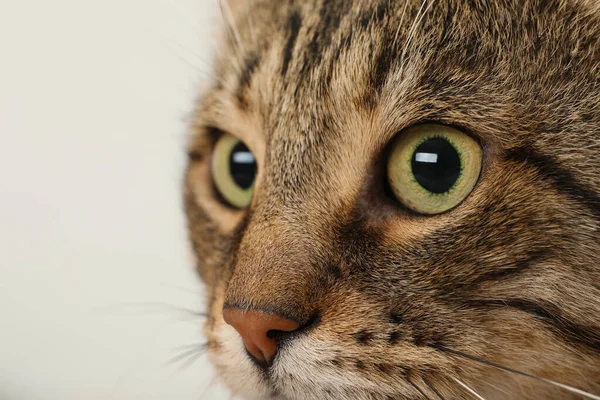 Крупним Планом Вид Таббі Кішки Красивими Очима Світлому Фоні — стокове фото