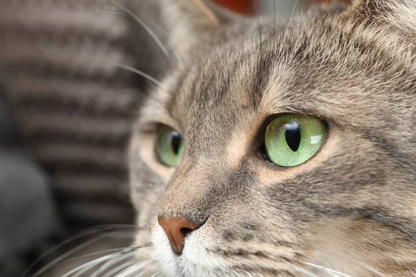 背景に美しい緑の目をした可愛いタビー猫のクローズアップ — ストック写真