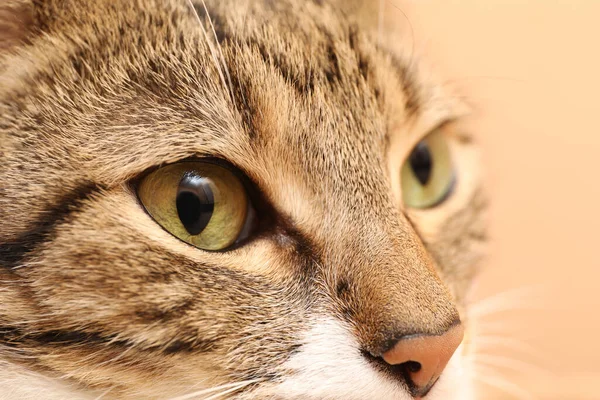 Vue Rapprochée Chat Mignon Tabby Avec Beaux Yeux — Photo