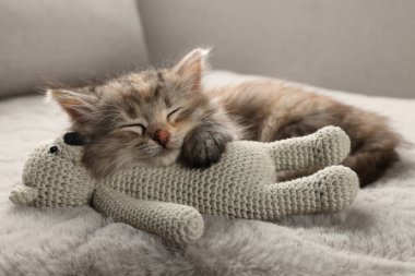 Şirin kedi yavrusu tüylü gri battaniyede oyuncakla uyuyor.
