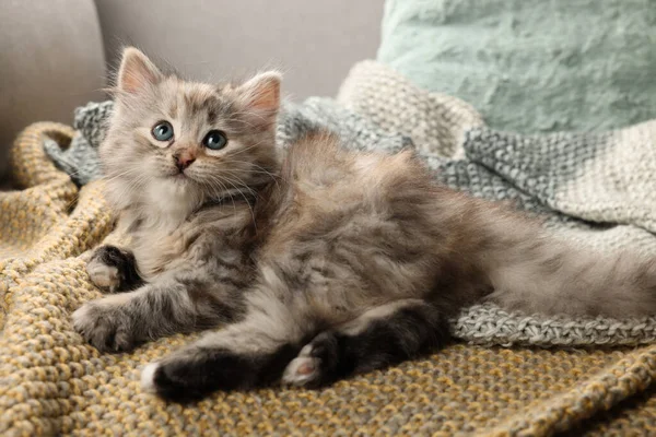 Niedliches Kätzchen Auf Strickdecke Tierbaby — Stockfoto