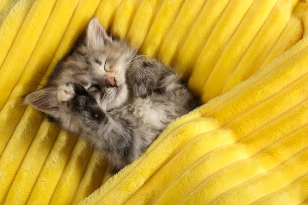 Χαριτωμένο Γατάκι Κοιμάται Μαλακό Κίτρινο Κουβέρτα Πάνω Από Την Προβολή — Φωτογραφία Αρχείου