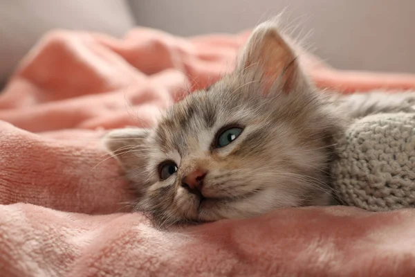 Niedliches Kätzchen Mit Spielzeug Auf Weicher Rosa Decke — Stockfoto
