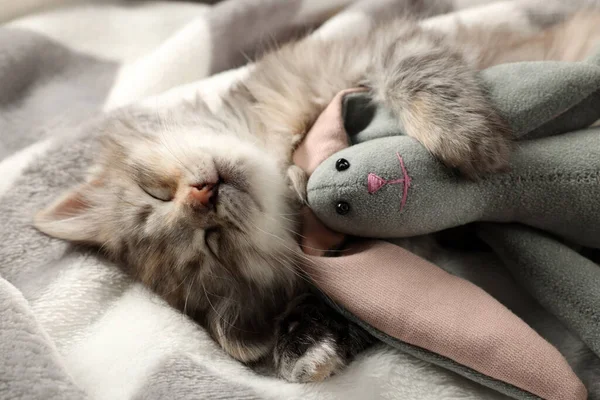 Niedliches Kätzchen Schläft Mit Spielzeug Auf Decke — Stockfoto