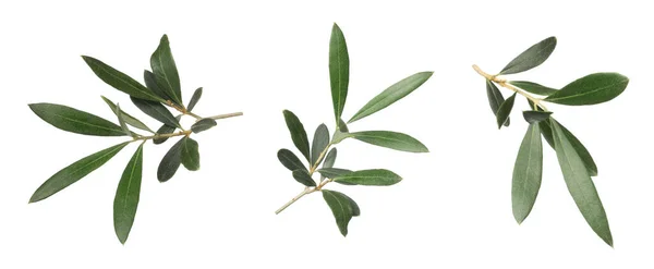 Σετ Φρέσκα Πράσινα Φύλλα Ελιάς Λευκό Φόντο Σχεδιασμός Banner — Φωτογραφία Αρχείου