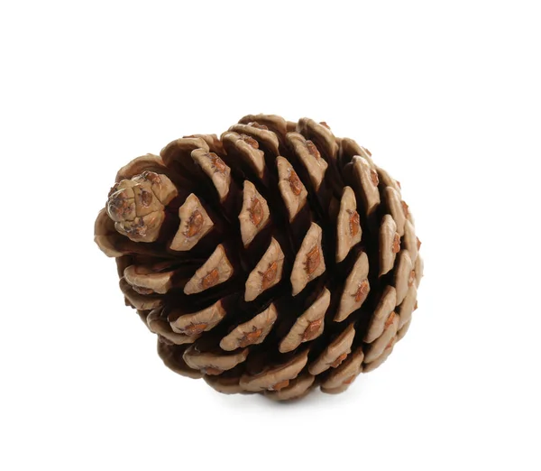 Beautiful Dry Pine Cone Isolated White — Stock Photo, Image