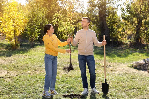 Människor Med Sele Och Spade Parken Solig Dag Planteringsträd — Stockfoto