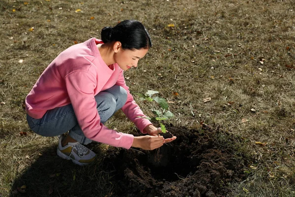 Olgun bir kadın güneşli bir günde genç bir ağacı dikiyor.