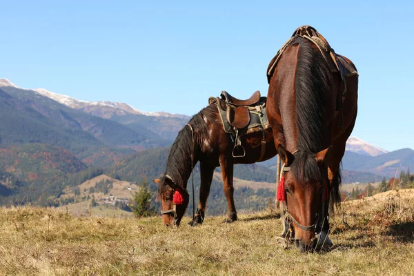 Krásné Koně Pastvinách Horách Krásná Zvířata — Stock fotografie