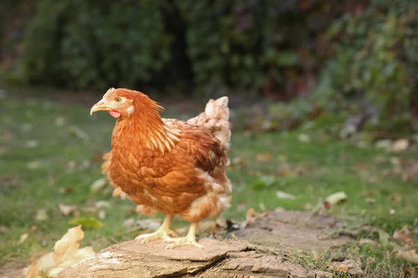 Красивая Курица Дворе Ферме Домашние Животные — стоковое фото