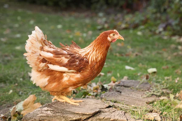 Красивая Курица Дворе Ферме Домашние Животные — стоковое фото