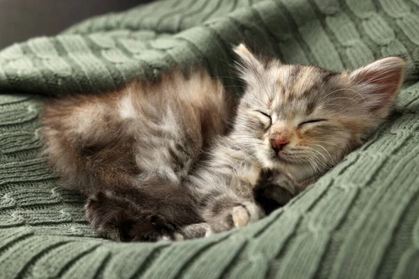 Cute Kitten Sleeping Knitted Blanket Baby Animal — Stock Photo, Image