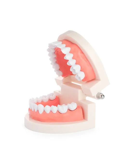 Educational Dental Typodont Model Isolated White — Stock Photo, Image