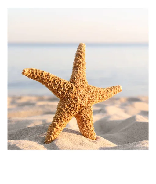 Paper Photo Beautiful Starfish Sandy Beach — Stock Photo, Image