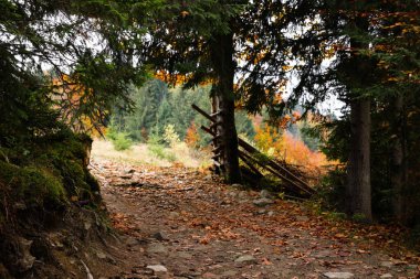 Sonbahar günü ormandaki patika manzarası.