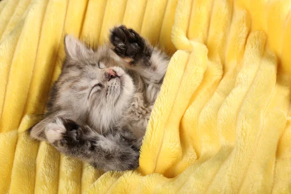 Gatinho Bonito Dormindo Cobertor Amarelo Macio Vista Acima — Fotografia de Stock