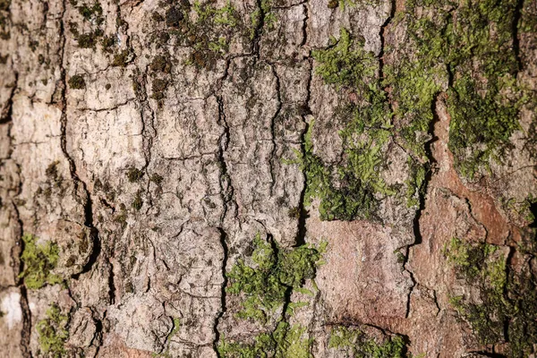 Musgo Verde Casca Árvore Vista Close — Fotografia de Stock