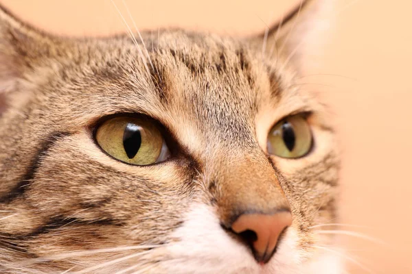 浅色背景下美丽眼睛的可爱胖胖的猫的特写镜头 — 图库照片