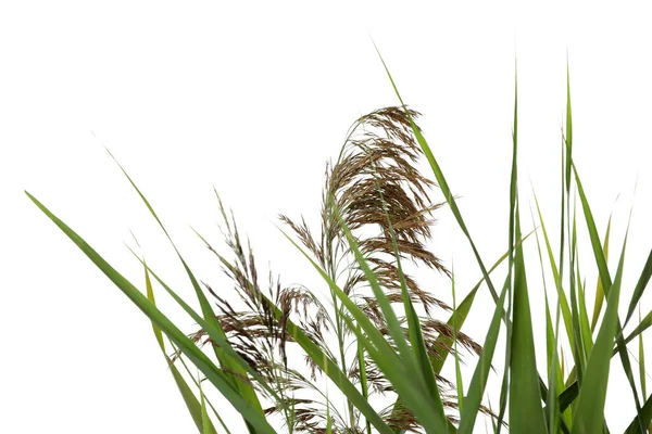 Beautiful Reeds Lush Green Leaves Seed Heads White Background Closeup — Stock Photo, Image